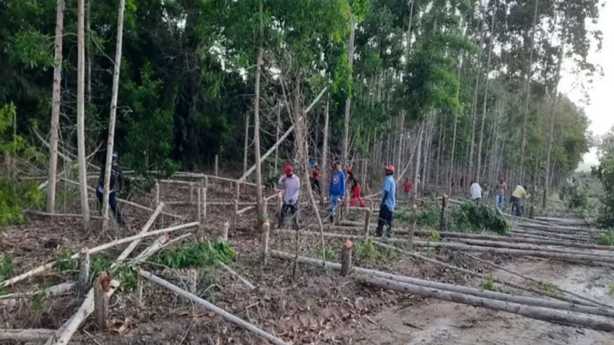 O MST é Contra A Monocultura De Eucalipto Na Bahia