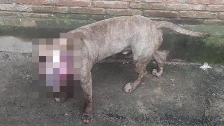 Pitbull Deixou Um Invasor Gravemente Ferido, No Triângulo Mineiro